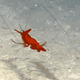 Illustration for article titled Kick Off Your Weekend with These Adorable Sea Creature Gifs!